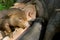 Piglets having a feed