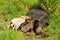 Piglets having a feed