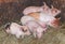 Piglets in hay / straw