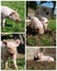 Piglets high resolution compilation