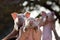 Piglets lifted by men\'s hands