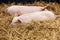 Piglets lying in the hay