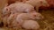 Piglets lying on straw.