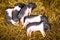 Piglets newborn lying on each other and sleeping in the straw in