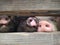 Piglets in the paddock poked their noses into the fence funny piglets of farm animals