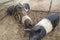 Piglets playing in a farm