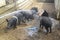 Piglets playing in a farm