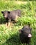 Piglets playing in the grass