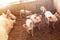 Piglets are playing in rural organic farms. Agriculture, livestock