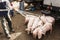 Piglets ready for sale in the Andean market