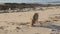 Piglets rooting in sand on beach