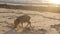 Piglets rooting in sand on beach