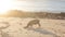 Piglets rooting in sand on beach