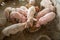 .Piglets are scrambling to eat food in a pig farm