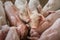 .Piglets are scrambling to eat food in a pig farm