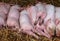 Piglets sleeping