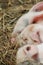 Piglets sleeping