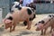 Piglets and Sow laying with straw in Pen