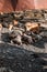 Piglets sow pigs on the streets of Ushguli village in Georgia