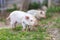 Piglets on spring green grass on a farm