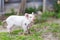 Piglets on spring green grass on a farm