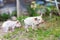 Piglets on spring green grass on a farm