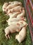 Piglets in the straw