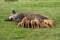 Piglets sucking milk from sow