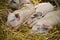 Piglets (swine) sleeping in straw