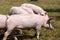 Piglets walking around on animal farm outdoors rural scene