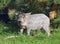 The pigling of Hungarian breed Mangalitsa