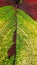 Pigmented Plant Leaf in Maroon, Green and Yellow