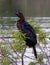Pigmy cormorant