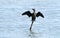 A pigmy cormorant drying its wings