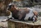 Pigmy domestic goat female on the stump 1