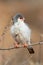 Pigmy falcon