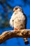 Pigmy falcon on perch namibia raptor