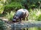 Pigmy Hippo in Captivity