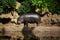 Pigmy hippo outside the water at direct sunlight Choeropsis liberiensis