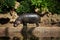 Pigmy hippo outside the water at direct sunlight Choeropsis liberiensis