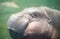 Pigmy hippo swimming in the water