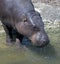 Pigmy hippopotamus 3