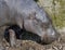 Pigmy hippopotamus 6