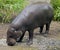 Pigmy hippopotamus 7