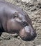 Pigmy hippopotamus 8