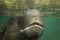 Pigmy hippopotamus West Africa Hippopotamidae species in danger