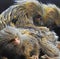 A pigmy marmoset monkey / Cebuella pygmaea grooms another