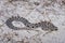 Pigmy Rattlesnake