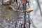 Pignut Hickory Leaf Bud 05