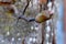 Pignut Hickory Leaf Bud 08